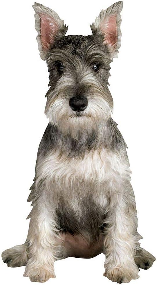 different miniature schnauzer cuts