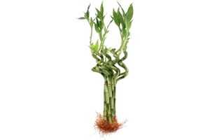 Live Lucky Bamboo 8-Inch Spiral Bamboo - Bundle of 5 Stalks - Live Indoor Plants for Home Decor, Fish Tanks and Aquariums, Arts & Crafts, and Feng Shui - NW Wholesaler