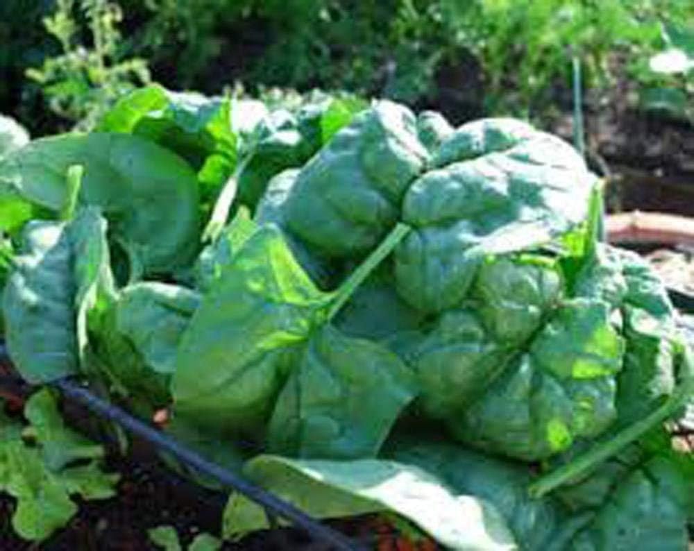 cietact Seeds-20PCS Organic Spinach Seeds，Rich in Vitamin C, Iron, Perennial Zealand Spinach Bonsai