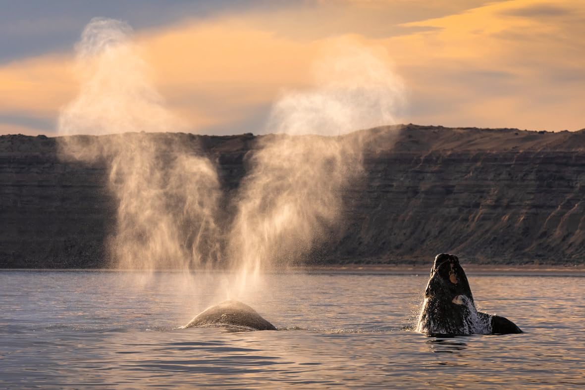 PLANET ERDE III - bekannt auch als ZDF-Reihe "Unsere Erde III" [Blu-ray] 7