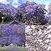120 Seeds Purple Flower Jacaranda Mimosifolia Tree Seeds Garden Decor