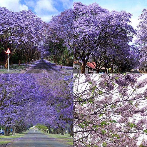 120 Seeds Purple Flower Jacaranda Mimosifolia Tree Seeds Garden Decor 120 Seeds Purple Flower Jacaranda Mimosifolia Tree Seeds Garden Decor