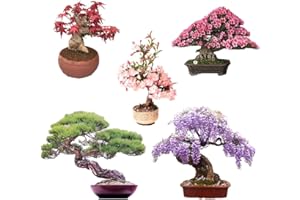 VGENKD Bonsai Tree Seeds 5 Types, Wisteria Seeds, Black Pine Seeds, Sakura Seeds, Red Maple Seeds, Judas Tree Seeds, Highly Prized for Bonsai (100pcs)