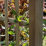 Forest Garden Classic Flat Top Arch Wooden Trellis Side Panels view 4