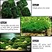 Betta Carpet by Luffy – Lush Green Landscape in Aquarium - Natural Habitat for Betta - Create a Moss Carpet - Thrive with Minimal Care