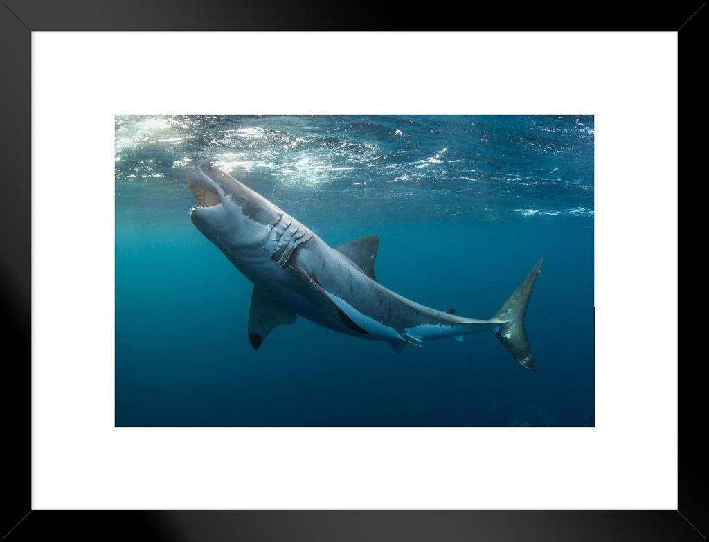 Poster Foundry Great White Shark with Jaws Open Photo Art Print Matted Framed Wall Art 26x20 inch