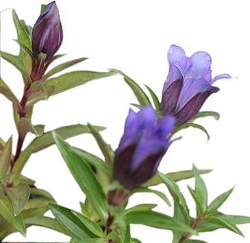 Amazon Co Jp 大紫リンドウ ホーム キッチン