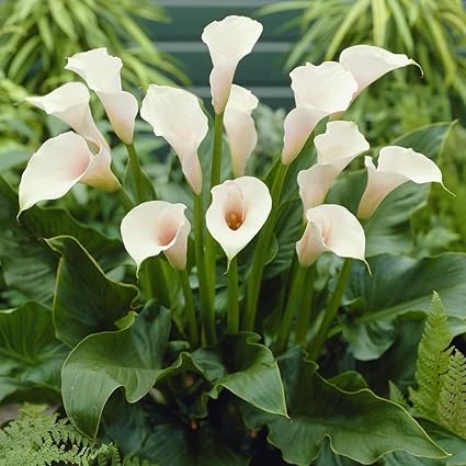 Amazoncom 50 Zantedeschia Aethiopica Calla Lily Arum - 