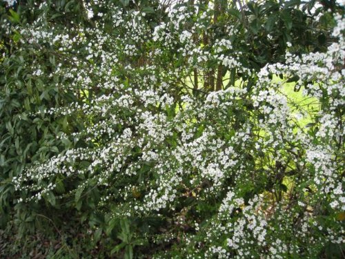 【6か月枯れ保証】【春に花が咲く木】ユキヤナギ 0.2m