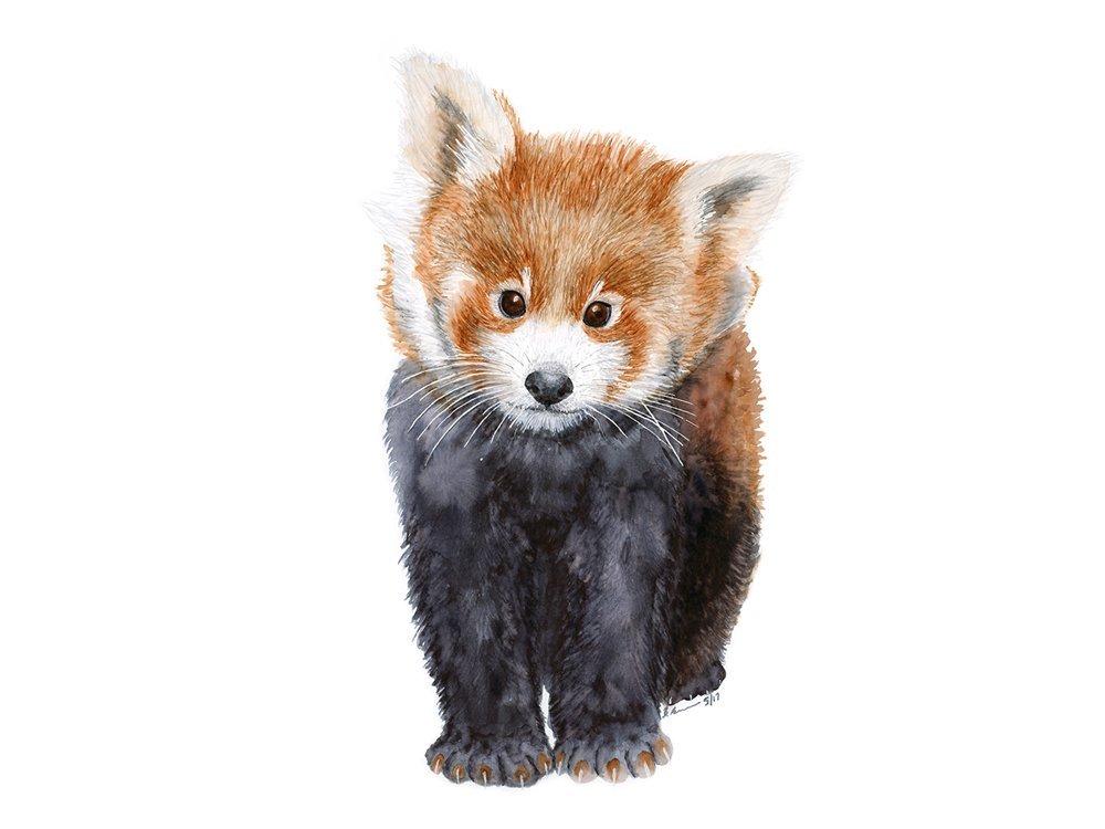 pix Art For Kids Hub Red Panda baby red panda watercolor nursery wall