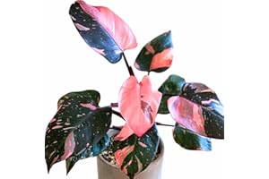 AKTRD Princess Philodendron Live Plant, Rare Variegated Houseplant, 5-8" Tall Tropical Indoor Plant (Pink Philodendron Plant)