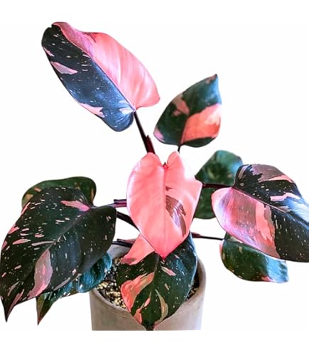 Plus De 50 Images De Philodendron Glorioso Et De Philodendron