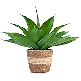 Velener Fake Agave with Rattan Pot, Artificial Plant Outdoor Agave - Fake Sucuulents Plants for Indoor and Outdoor Decor(15 Inch)