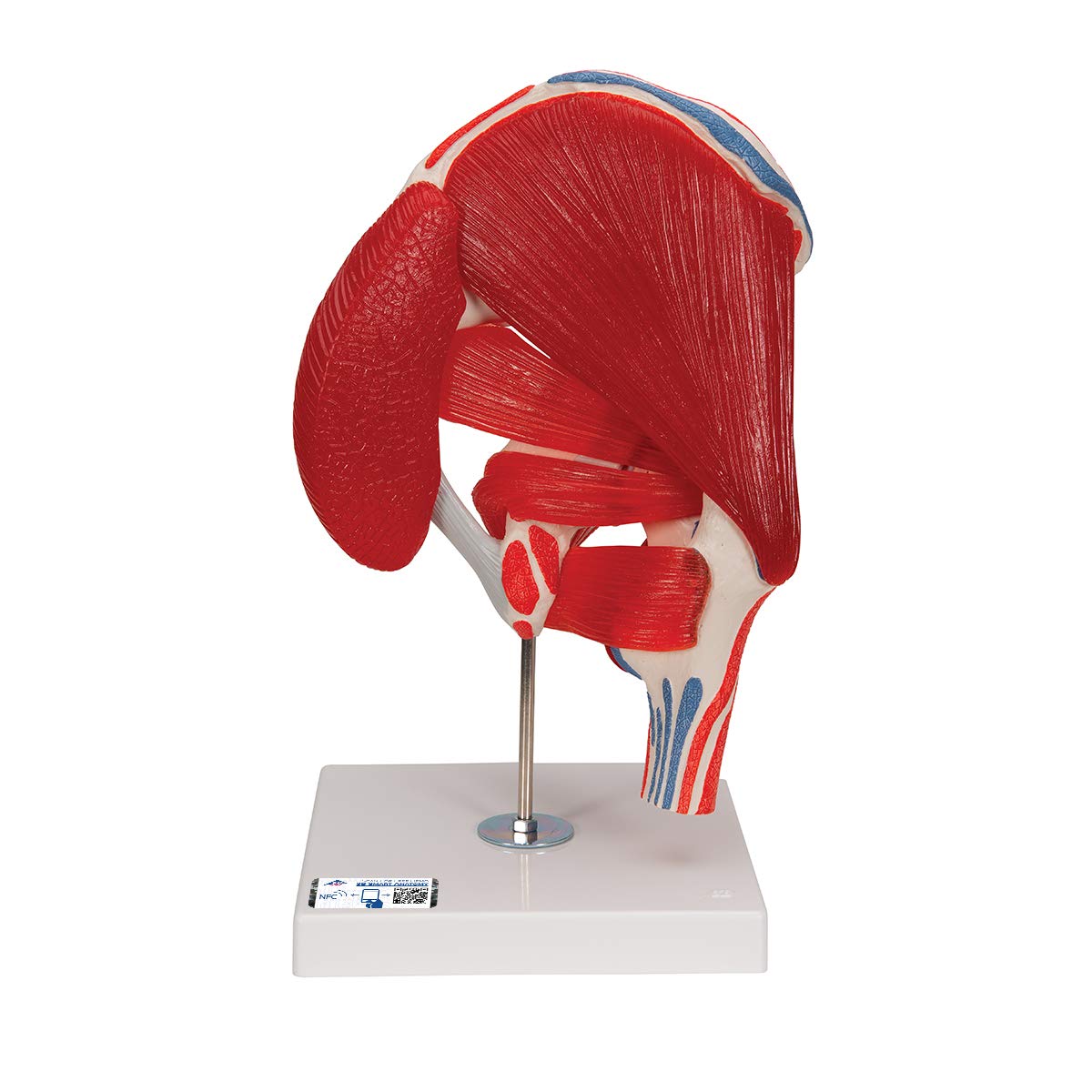 3B Scientific A881 Hip Joint with Removable Muscles, 7 Part + free anatomy software - 3B Smart Anatomy