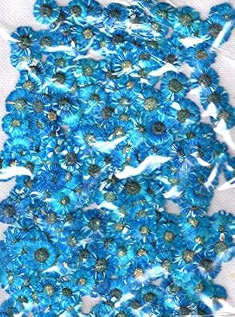 Amazon 業務用 エゾノコギリソウ ブルー染め 500輪入り 大容量 500枚ドライフラワー デコ レジン 封印 Diy 工具 ガーデン Amazon 業務用 エゾノコギリソウ ブルー染め 500輪入り 大容量 500枚ドライフラワー デコ レジン 封印 Diy 工具 ガーデン