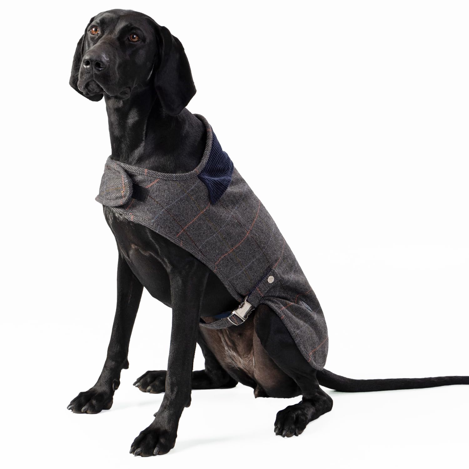 HUGO & HUDSON x HACKETT Tweed Dog Jacket Coat Corduroy Collar, Grey Checked Herringbone S35