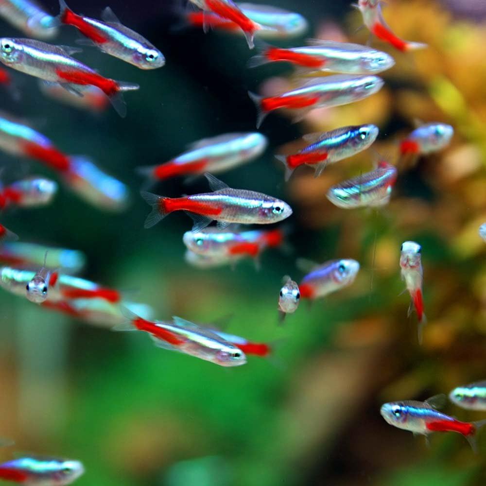 熱帯魚 ネオンテトラ ｓｍサイズ 約2cm 100匹 生体