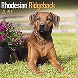 Rhodesian Ridgeback Calendar - Dog Breed Calendars - 2019 - 2020 Wall Calendars - 16 Month by Avonsi by 