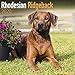 Rhodesian Ridgeback Calendar - Dog Breed Calendars - 2019 - 2020 Wall Calendars - 16 Month by Avonsi by 
