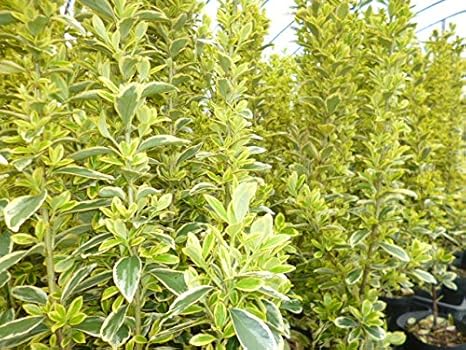 Amazon Co Jp 10本セット キンマサキ 樹高0 3m前後 15cmポット きんまさき 金マサキ 斑入りマサキ 販売 苗 植木 苗木 庭木 垣根 生垣 生け垣 生垣用 目隠し 木 服 ファッション小物