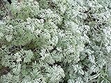 500 ABSINTHE WORMWOOD Common Artemisia Absinthium