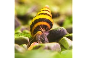 Swimming Creatures 6 Assassin Snails Live for Freshwater Aquarium(Clea Helena) 0.5" - 1"