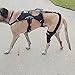 WALKABOUT Canine Knee Brace 3.0 mm Neoprene Support Sleeve (Large 14-15