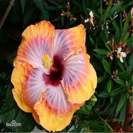 Amazon Com Hibiscus Seeds Mix Color Tree Bonsai Potted Plants Easy To Grow Garden Landscape Flower Beautiful Home Decor Garden Outdoor