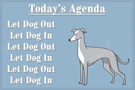 funny whippet pictures