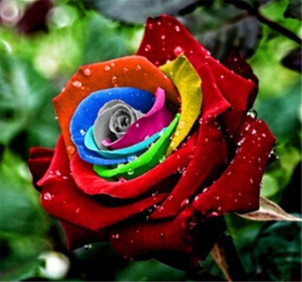 FD4537 Mystic Rainbow Rose Bush Flower Seeds Stratisfied Seeds Rare Seed 50PCs