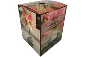 DAYLILY NURSERY Amaryllis Apple Blossom Growing Kit-Includes: Big Apple Blossom Bulb, Plastic Pot and Saucer, and Professional Growing Medium