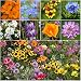 Seed Needs, Low Growing Wildflower Mixture (100% Pure Live Seed) 30,000 Seeds Open Pollinated