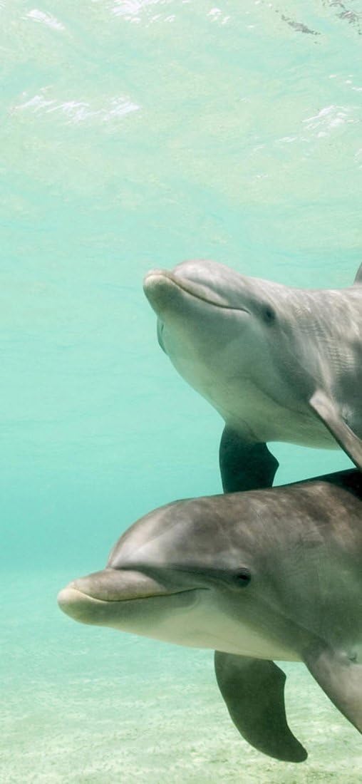 PeelitStickit Duo Dolphin Swimming, Animal Wall Murals ID-239, vinyl, Multi-colour