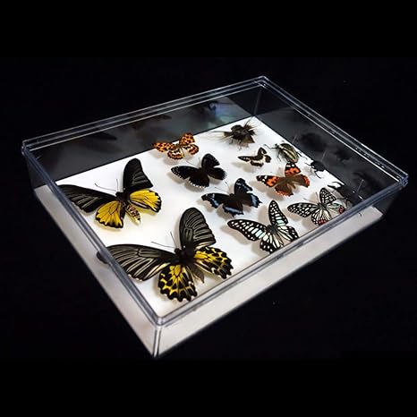 Amazon Co Jp 蝶昆虫標本透明プラスチックボックス コレクションクリアストレージケースパーツバッジ標本ボックスジュエリーディスプレイオーガナイザー ホーム キッチン