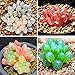 MYEDO 500 Pcs Rare Crystal Clear Beauty Succulents Seeds Perennial Tropics Potted Ornamental Lithops Haworthia Seed Bonsai