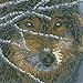 Fairylove 30×30 Diamond Painting Full Diamond Bead Painting Diamond Art Kits for Adults Full,Wolf in the Snow Day