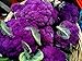 Purple Cauliflower - 4 Plants