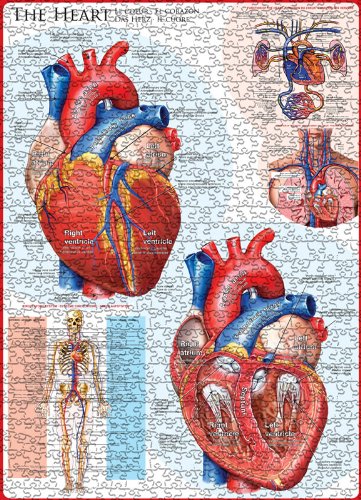EuroGraphics Human Body (The Heart) Puzzle (1000-Piece)