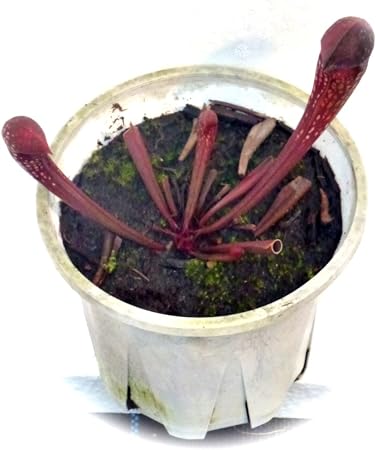 Amazon Co Jp 食虫植物 Sarracenia Xformosa サラセニア フォルモサ 野外栽培品 ホーム キッチン