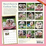 Image de Pocket Pigs Wall Calendar 2017: The Famous Teacup Pigs of Pennywell Farm