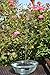 Solarrific G3033 Floating Solar Fountain for Bird Bath