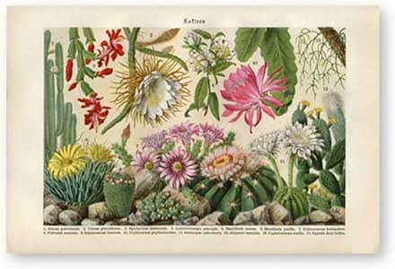 HSFFBHFBH Flores de Cactus Plantas del Desierto Suculentas Carteles e