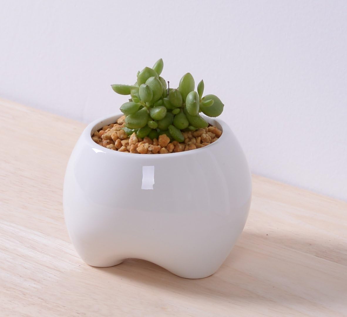 Rosa crear 2 pcs 3, 5 pulgadas blanco diente macetas, Cactus ...
