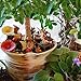 Mood Lab Fairy Garden - Miniature Figurines and Accessories Starter Kit - Hand Painted Fairy Garden Set for Outdoor or House Decor