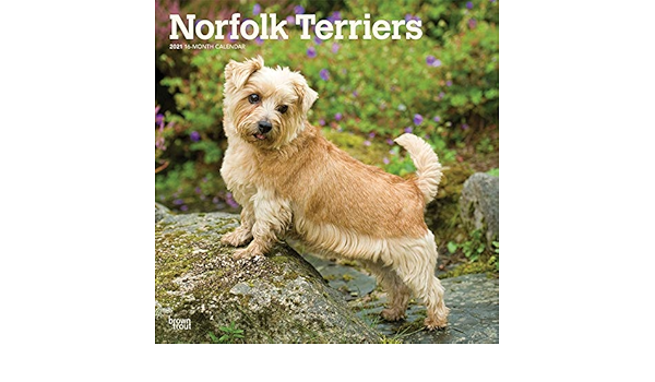 Norfolk Terriers 21 12 X 12 Inch Monthly Square Wall Calendar Animals Dog Breeds Terriers Browntrout Publishers Inc Browntrout Publishers Editing Team Browntrout Publishers Design Team Browntrout Publishers Design Team Amazon