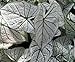 Caladium White Christmas 3 Bulbs - White/Green Veins