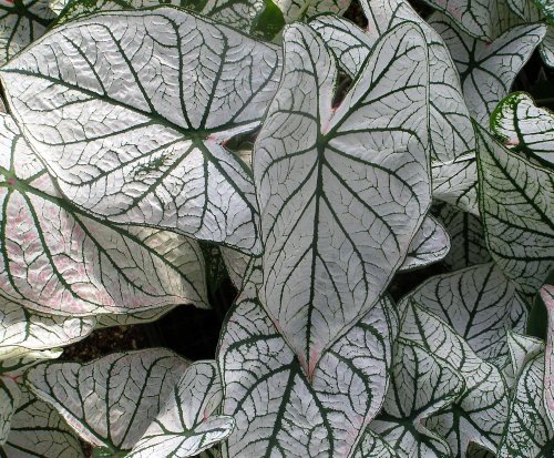 Caladium White Christmas 3 Bulbs - White/Green Veins