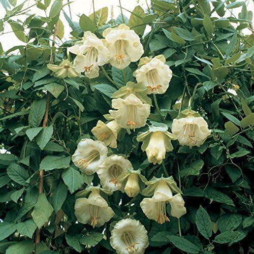 Cup and Saucer Vine - White Flowers - (10 Seeds) - Cobaea scandens 'Alba'