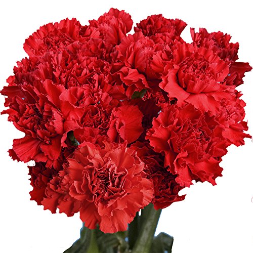 Fresh Flowers 100 Red Carnations Express Delivery Madcity Florist