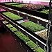 Microgreen Trays No Holes, 5 Pack, Extra Strength Black Shallow 1020 Tray Grow Microgreens Wheatgrass Fodder Sprouting Plants